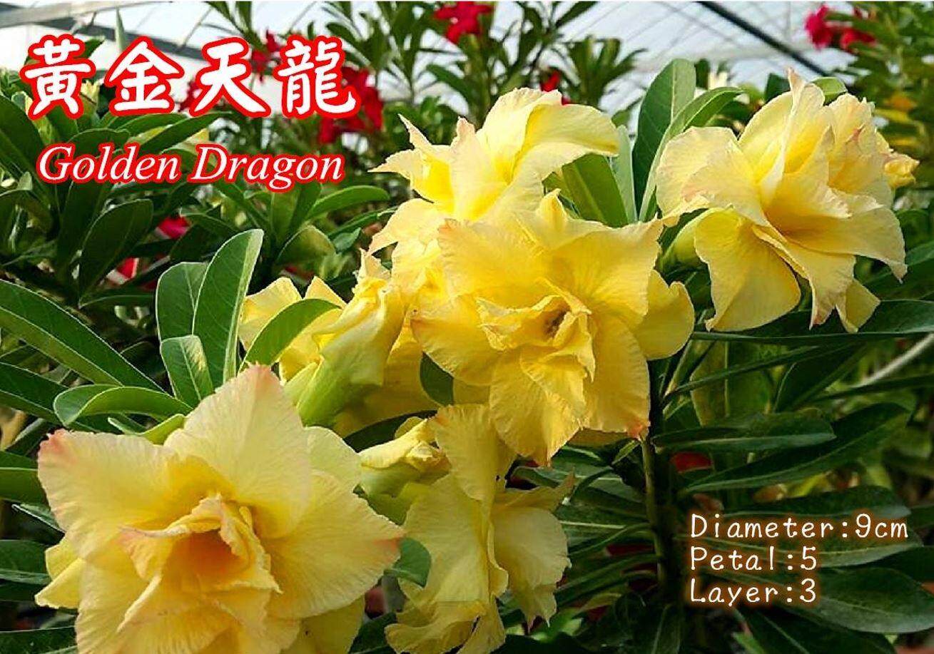 10 Pcs Adenium Fu Gui Flower Desert Rose Seeds Benih Bunga Kemboja Seed 富贵花种子 Golden Cicada 金蝉子 Lazada