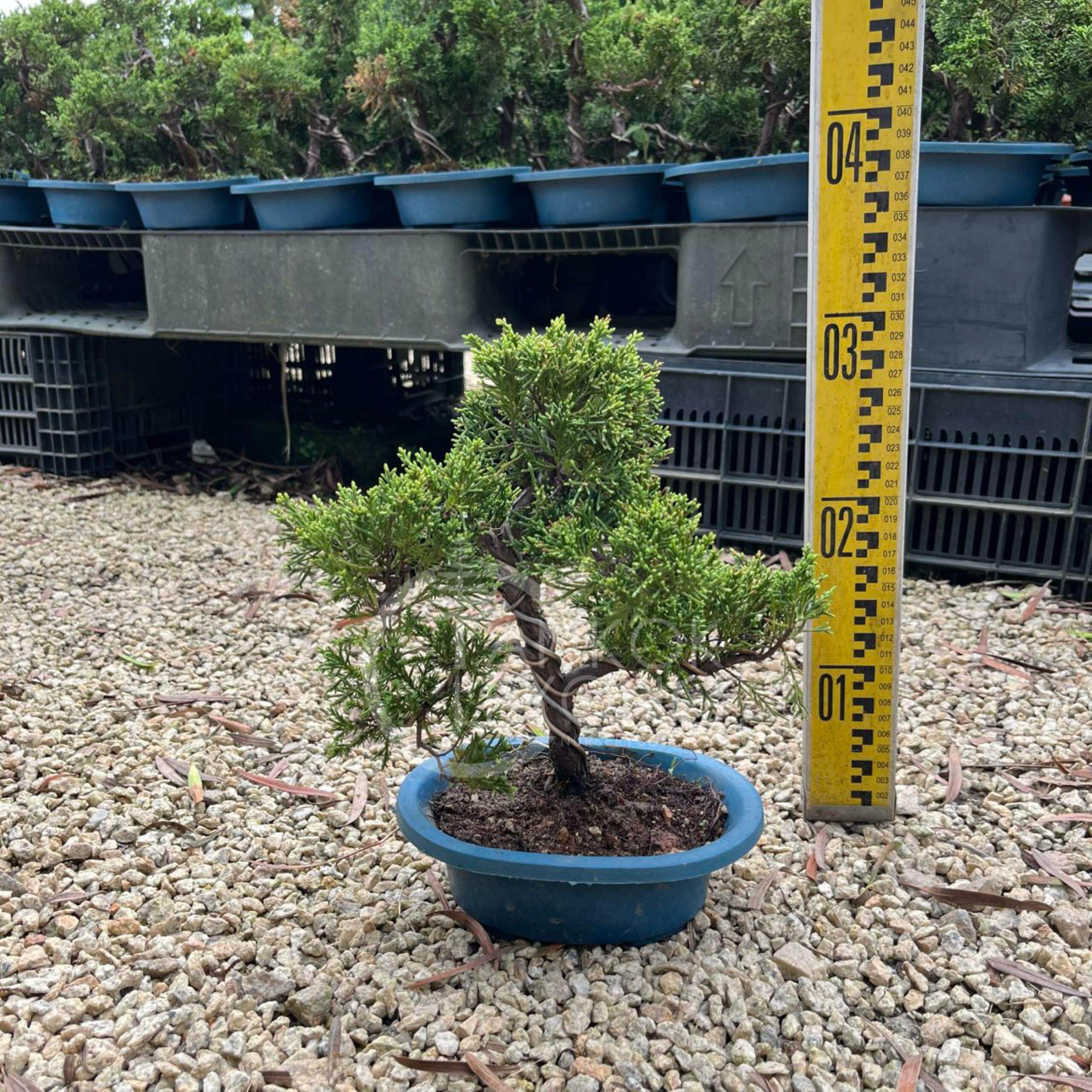 真柏盆栽⑤ TKL - Outdoor Bonsai FengShui Plant Kishū Juniperus