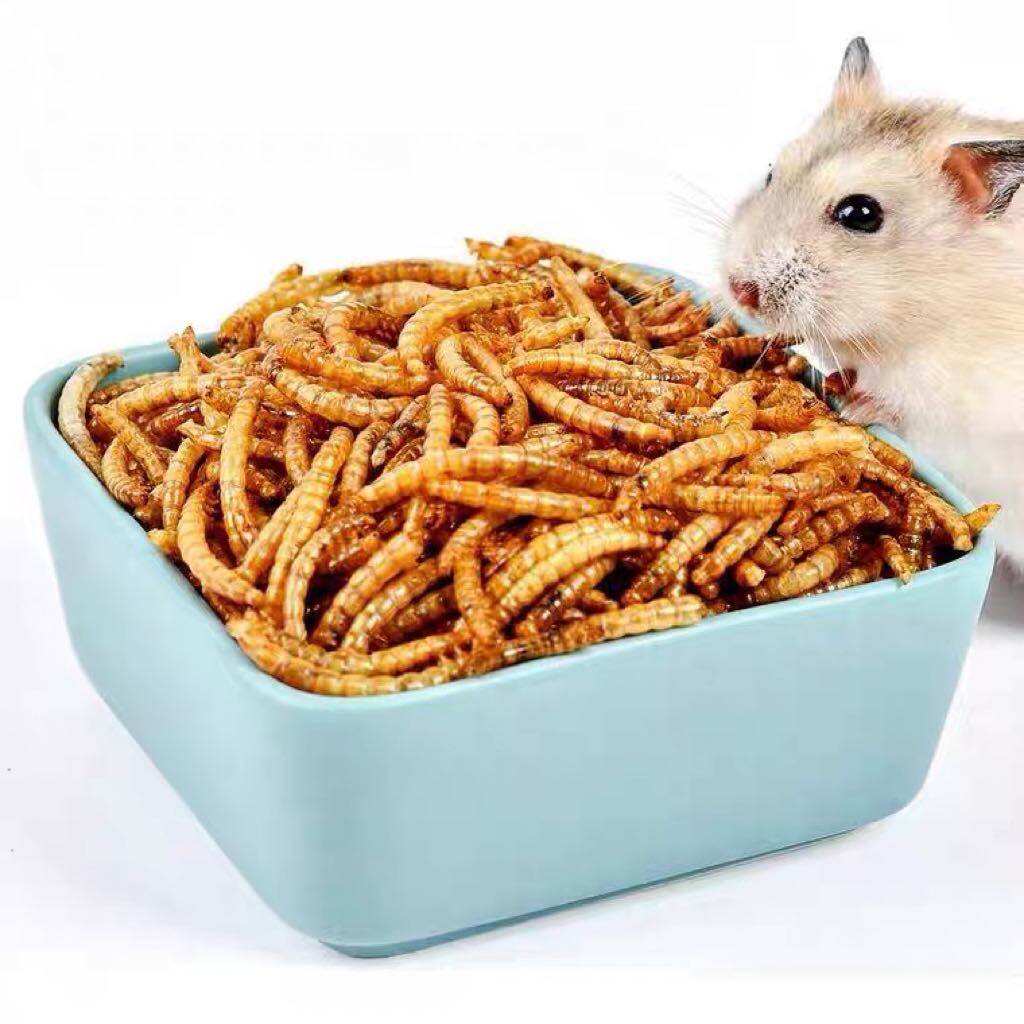 syrian hamster mealworms