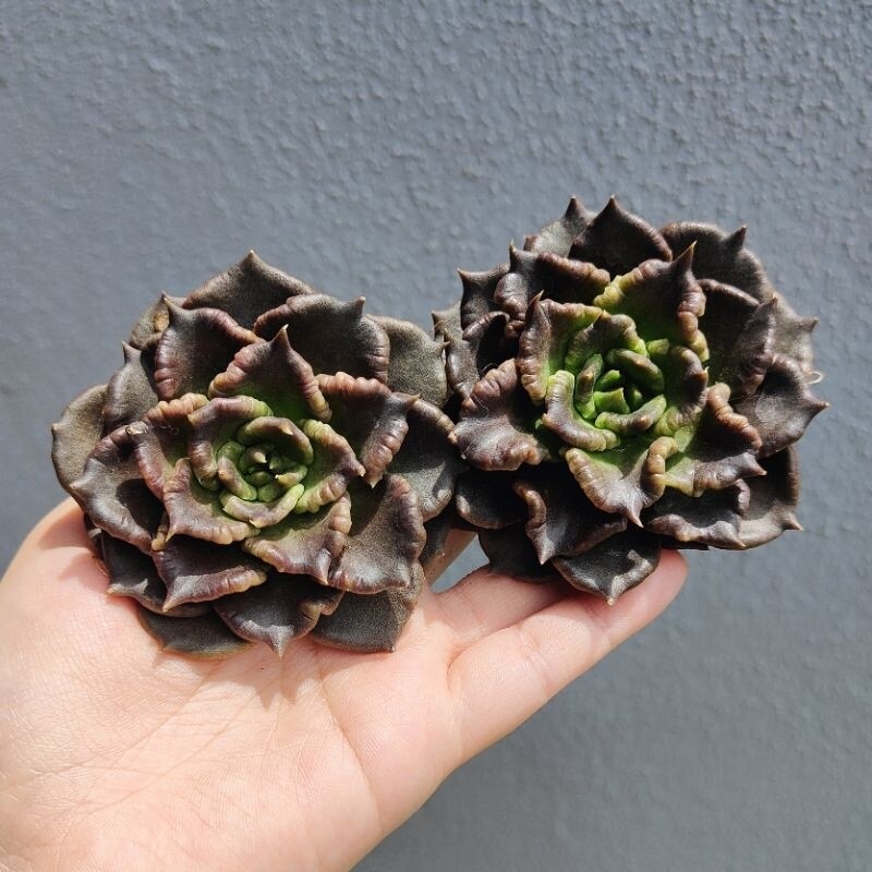 Succulent 多肉- Echeveria Black Madiba 黑饺子皮（6cm+-) Very Nice