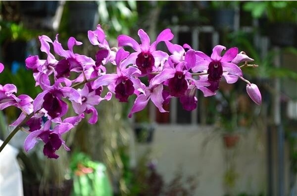 denro nắng lưỡi bò tím cây giống to khỏe