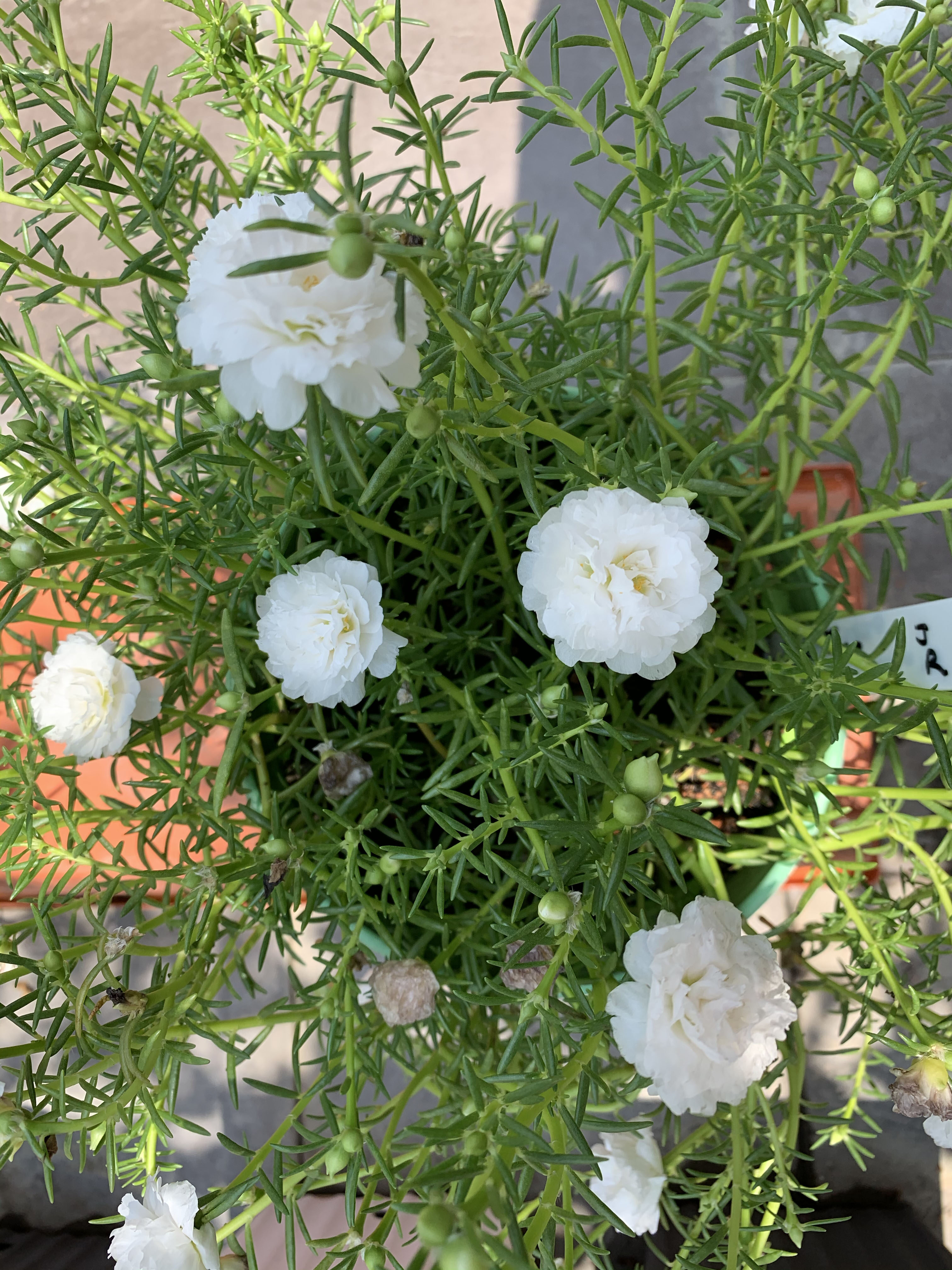 Keratan Ros Jepun Carnation Pelbagai Warna New Pgmall