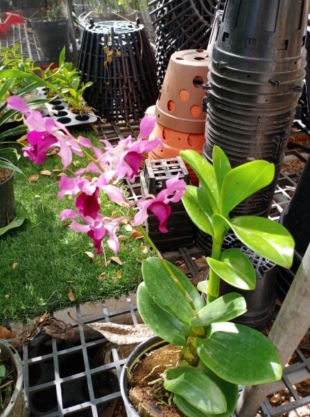 denro nắng lưỡi bò tím cây giống to khỏe