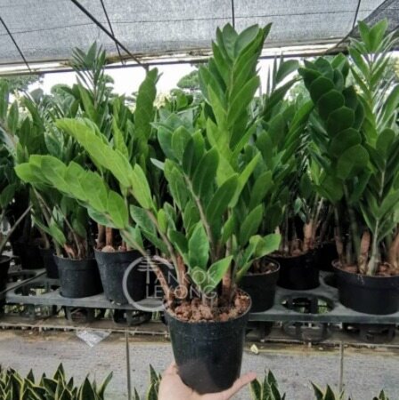 【GW】Zamioculcas Zamiifolia 金钱树 Harga  48 Ringgit*Penghantaran Percuma