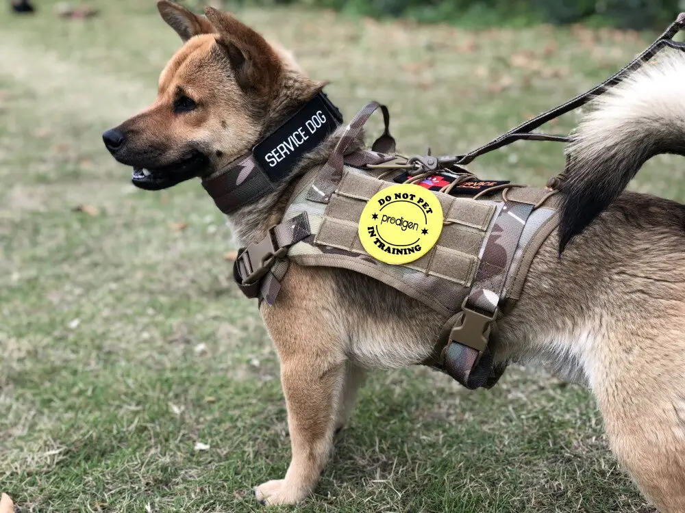 small tactical dog harness