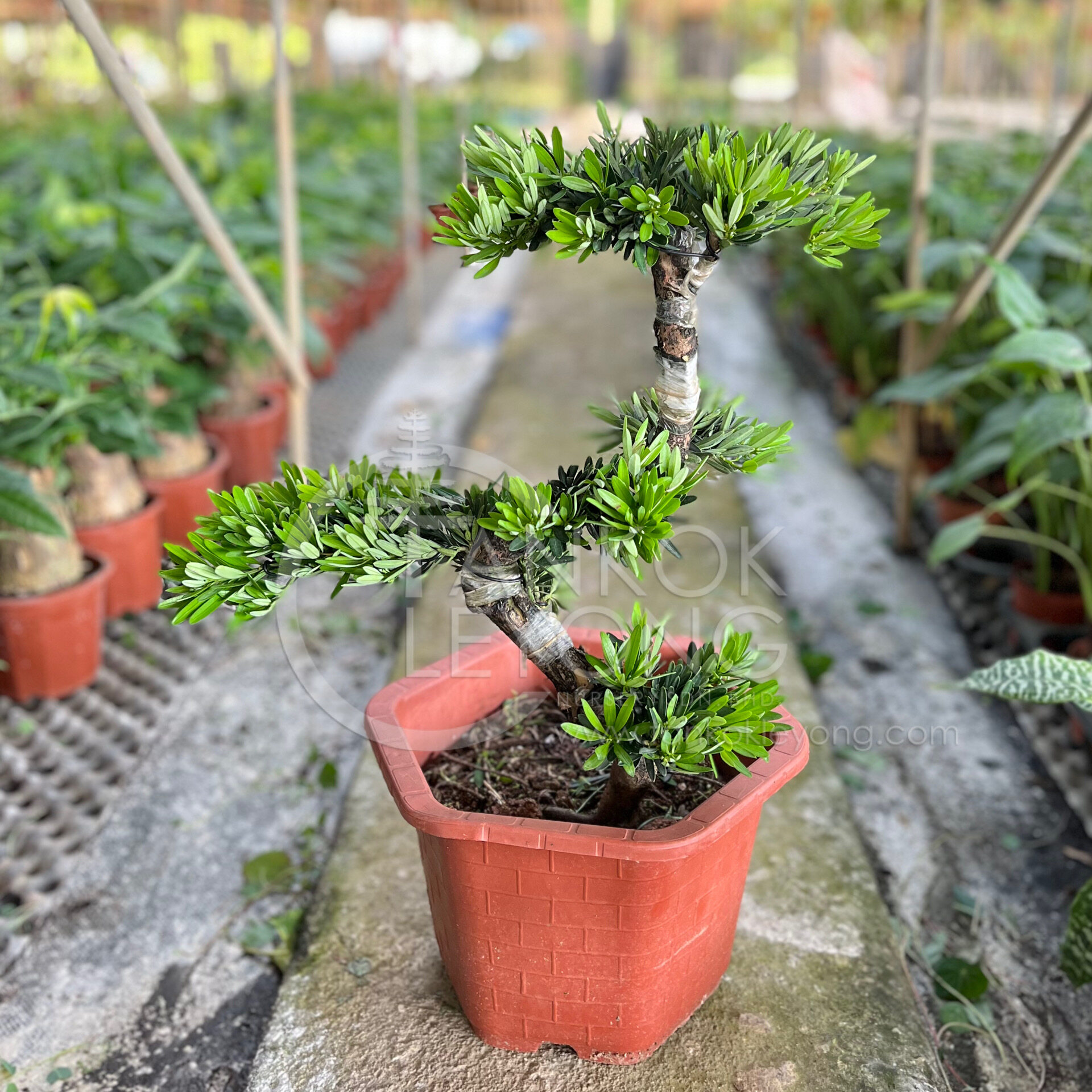 真柏盆栽⑤ TKL - Outdoor Bonsai FengShui Plant Kishū Juniperus
