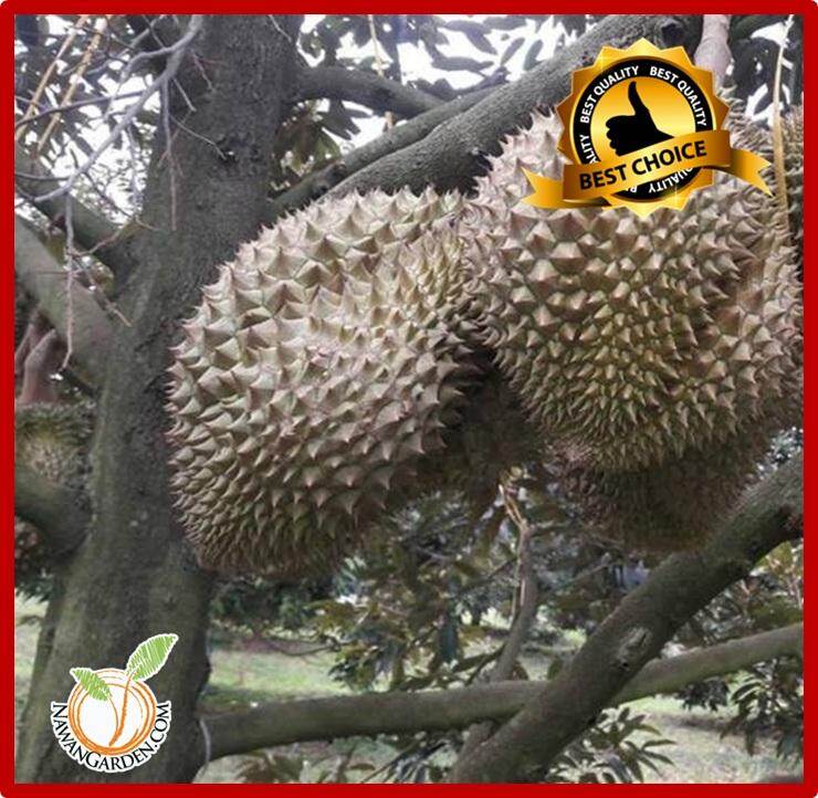 [HOT SELLING] Benih Pokok DURIAN CHANEE D123 ( ต้นชะนี) Original Thailand terus dari ladang #organicfarm #bigtree Harga  48 Ringgit*Penghantaran Percuma
