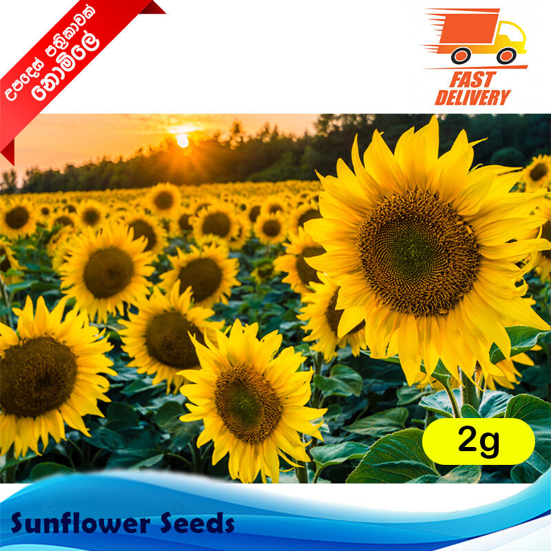 Sunflower Seeds In Sri Lanka Best Flower Site