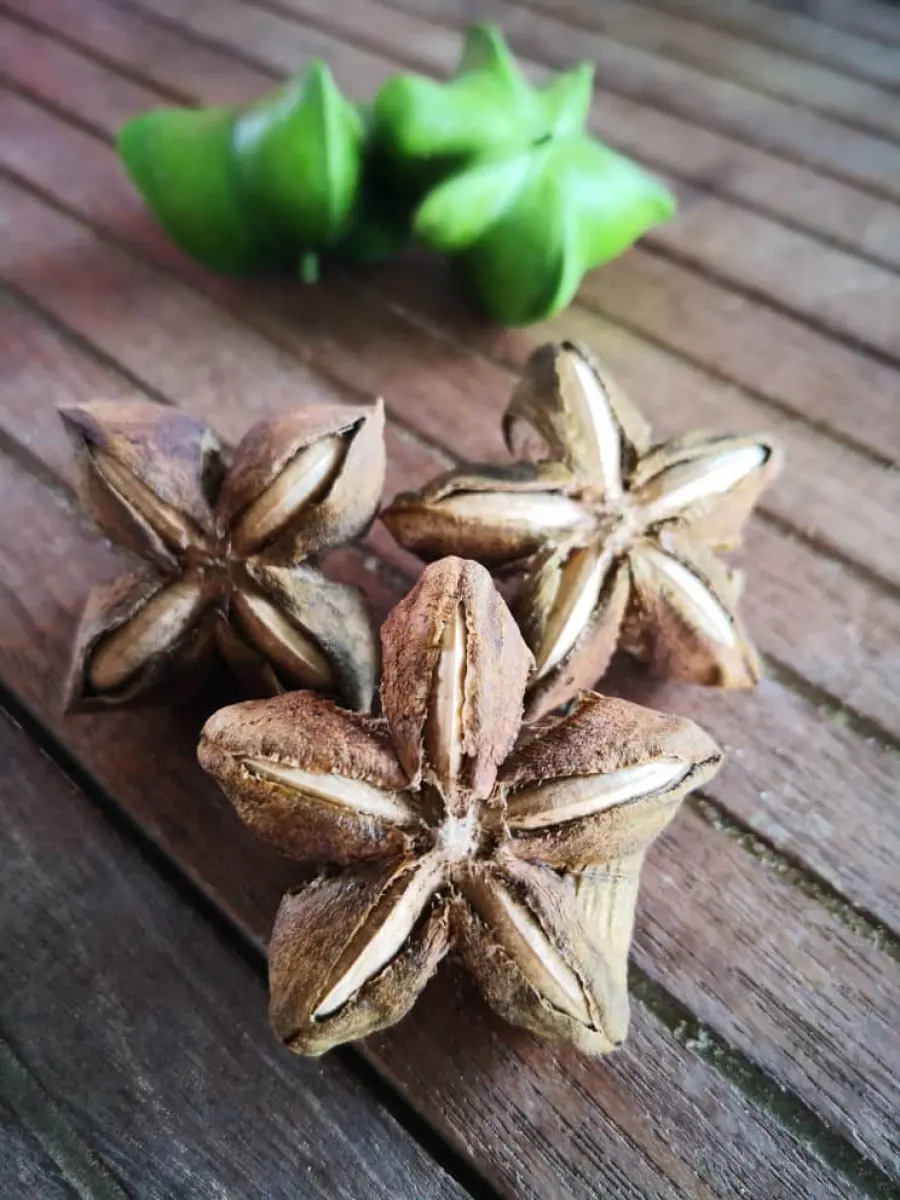 Sacha Inchi Seeds High Quality 100 Seeds Benih Sacha Inchi Bermutu Tinggi 100 Biji Can Plant Sown Tanam Disemai Lazada