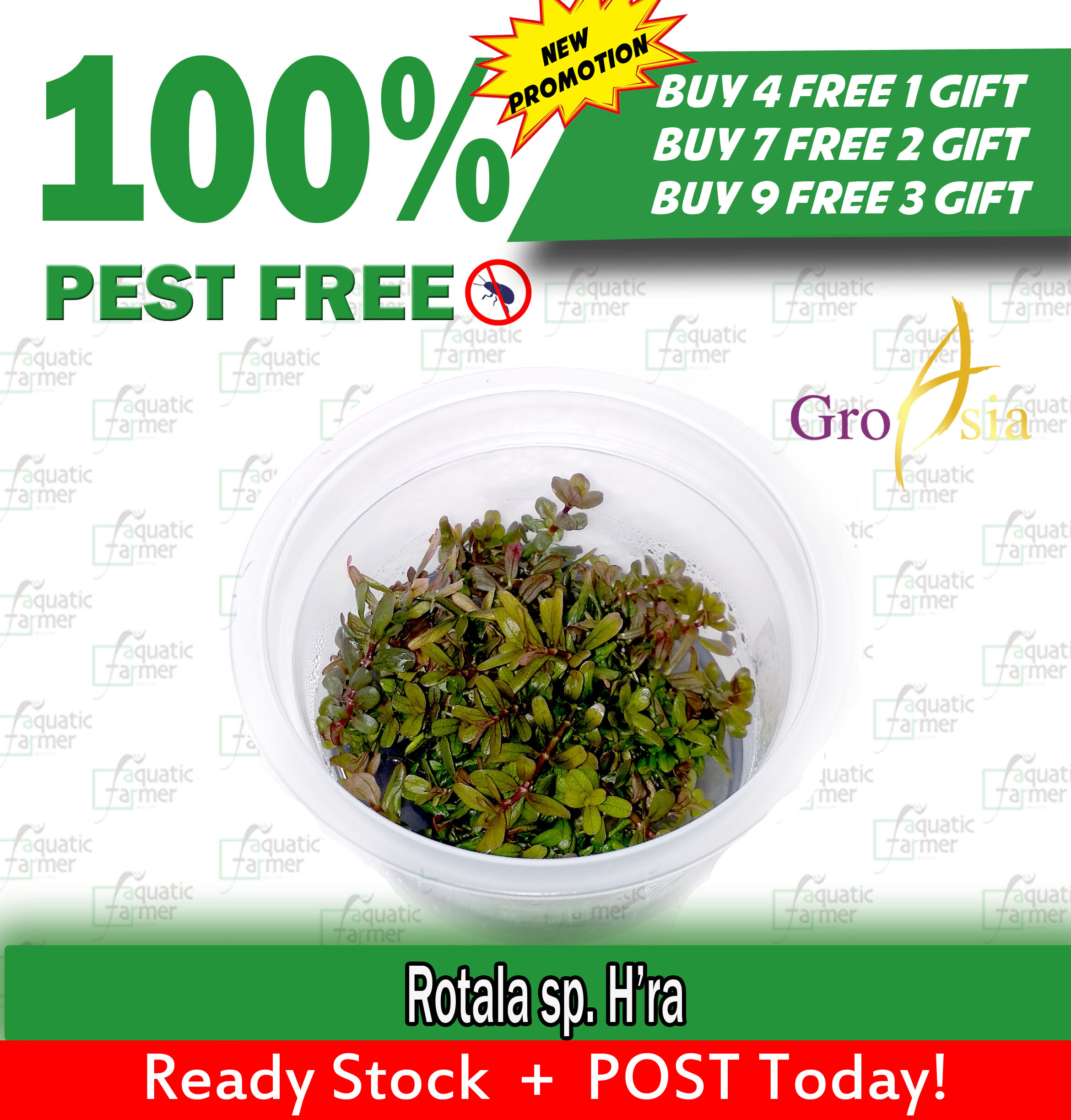 Rotala Rotundifolia Green Tissue Culture Aquatic Plant Buy 4 Free 1 Gift Lazada