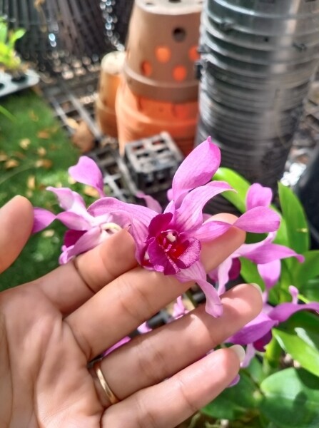 denro nắng lưỡi bò tím cây giống to khỏe