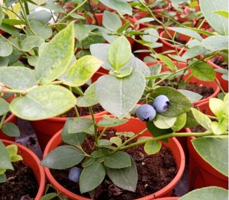 【GW】Anak Pokok Buah Blueberi Live Blueberry Potted Plants Live Pot Plants Blue Berry Pokok Beri Biru Hidup Harga  15 Ringgit*Penghantaran Percuma