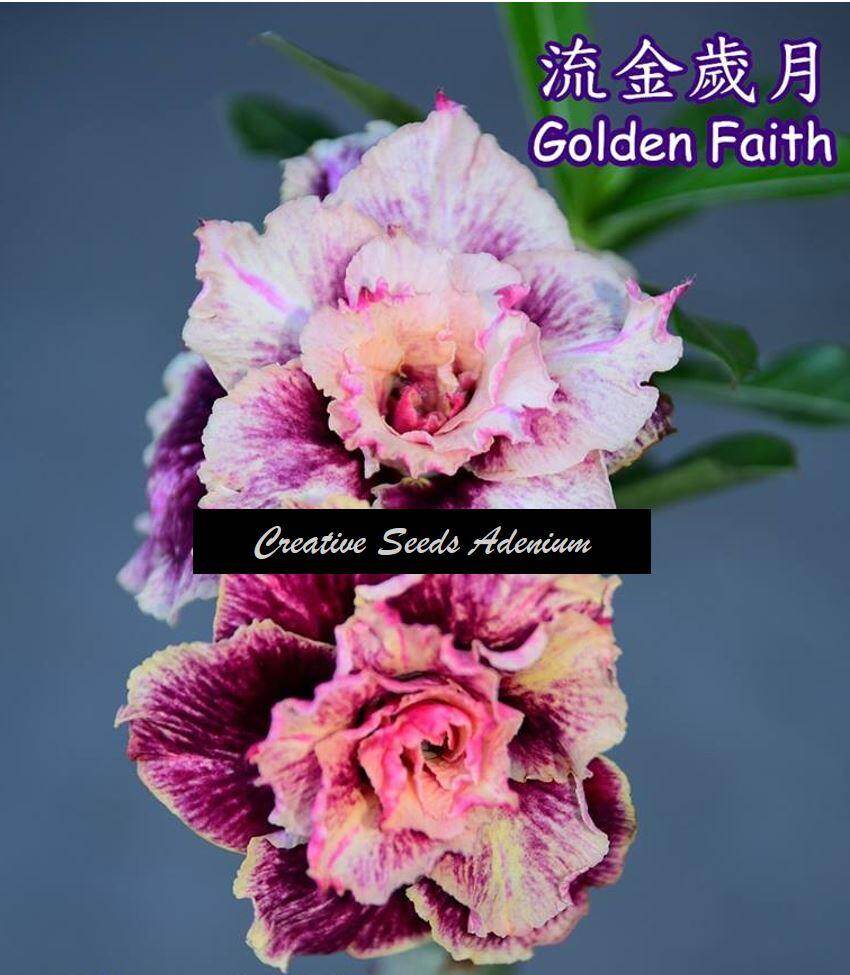 10 Pcs Adenium Fu Gui Flower Desert Rose Seeds Benih Bunga Kemboja Seed 富贵花种子 Golden Cicada 金蝉子 Lazada