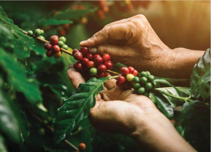 NESCAFÉ Plan là dự án giúp nâng cao chất lượng hạt cà phê Việt