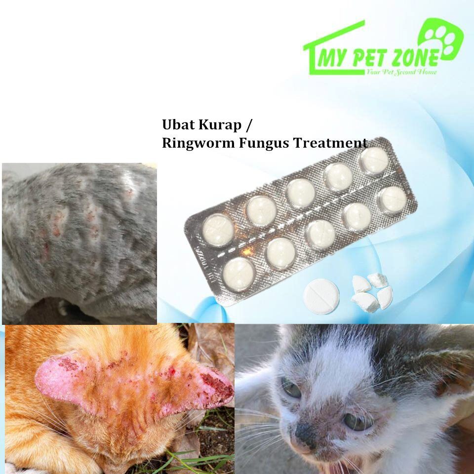 Fungus Kucing Berjangkit