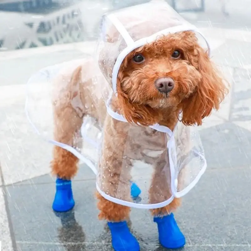 shih tzu raincoat