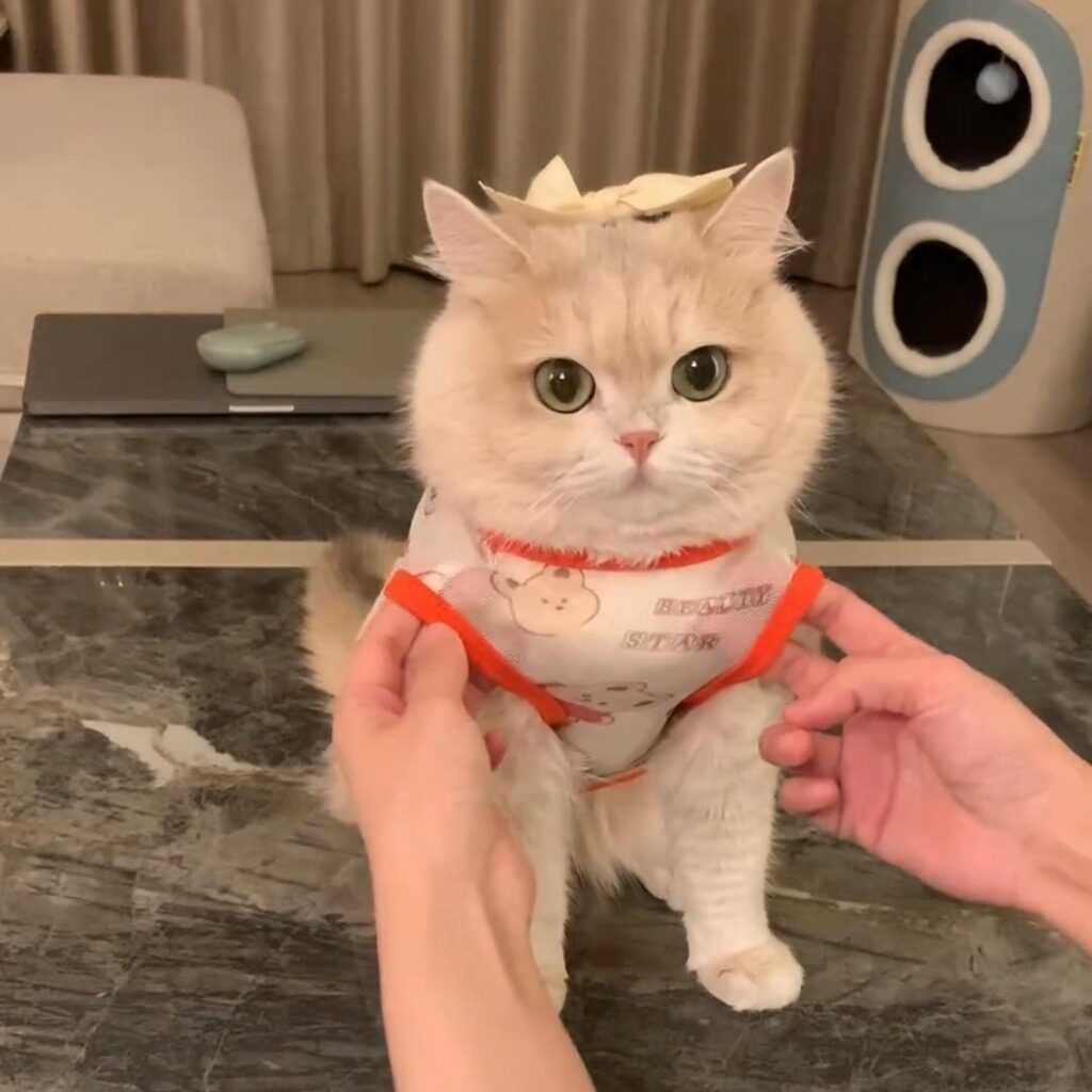 Mùa xuân và mùa hè quần áo cho chó dễ thương thoáng khí chó con Vest Bảo vệ khỏi ánh mặt trời mèo Áo Thun