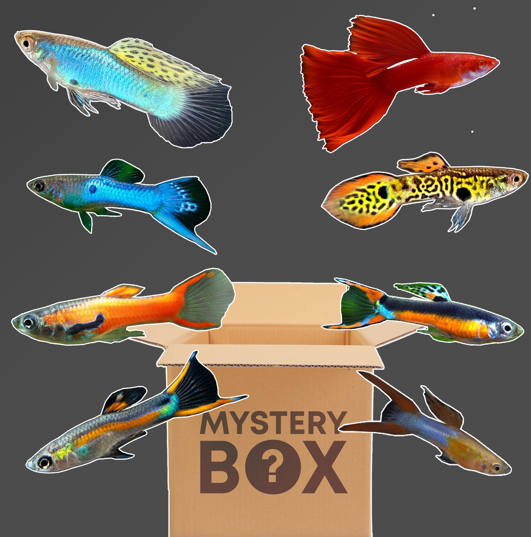 Male Guppy/Endlers Mystery Box - Peacock Fish / Ikan Hiasan Doa Guarantee Fish  Box Plastic Packaging Fish 8 Pcs Guppy Fish Box - Lazada | Lazada