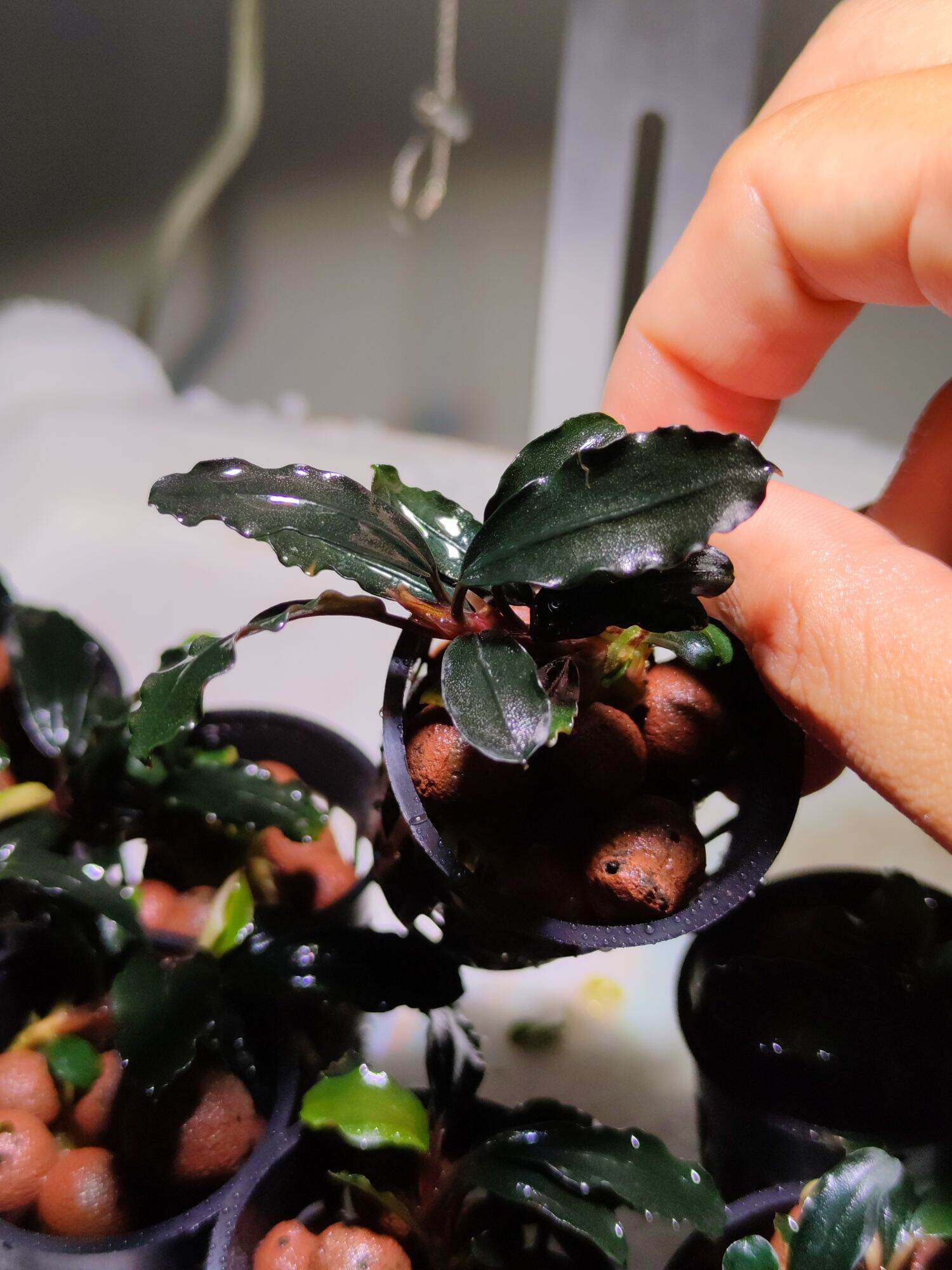 Aquatic plants Bucephalandra sp. brownie ghost low tech plants
