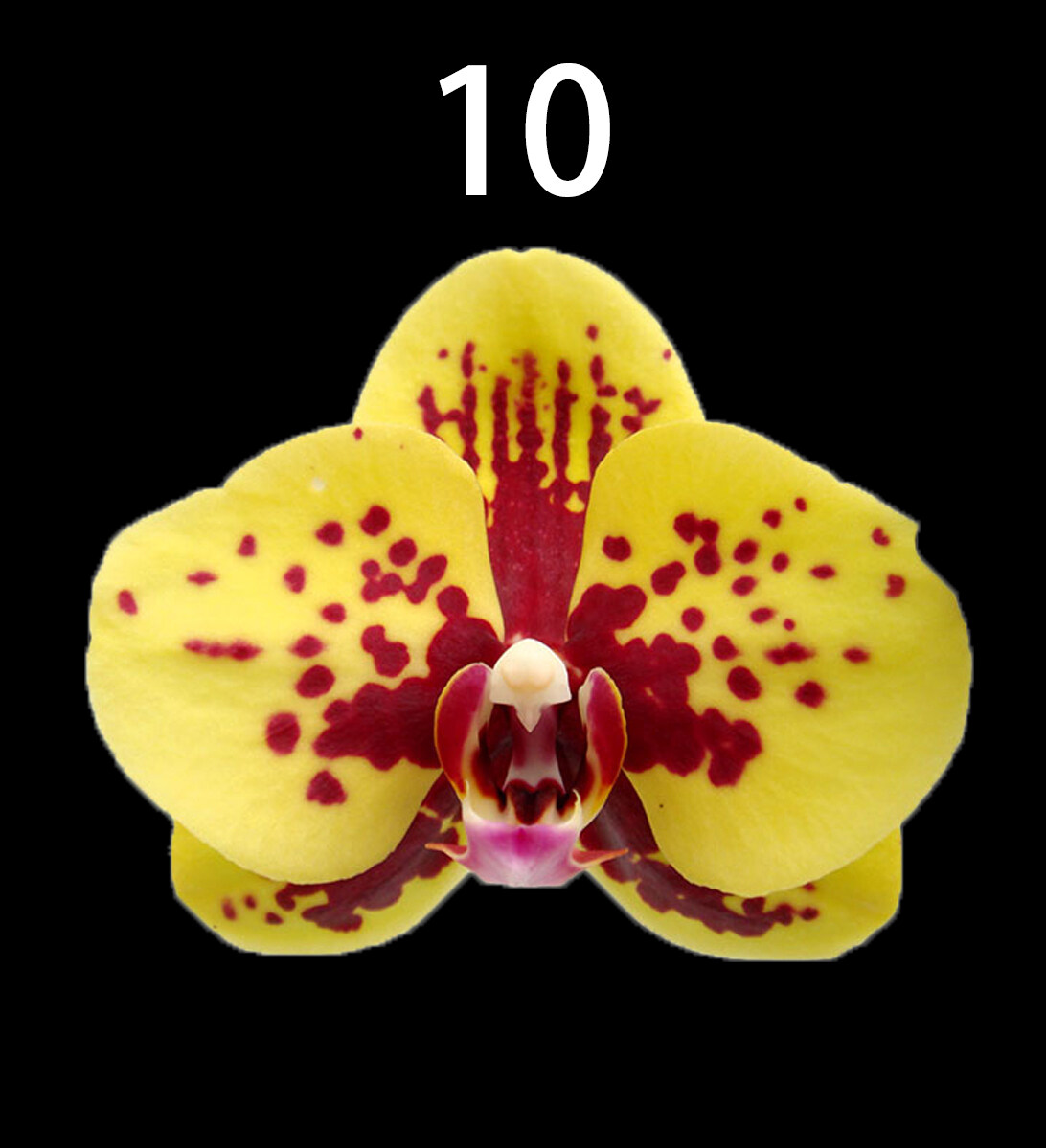 Phalaenopsis Orchid Moth Orchid 蝴蝶兰 No Flower No 10 Lazada