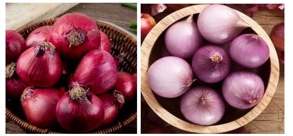 MNZZ ] 100% ORGANIC Fresh Red Onion (India) Vegetables Bawang Merah Putih  Tunggal Organik Sayur Segar Cameron 红葱头 | Lazada